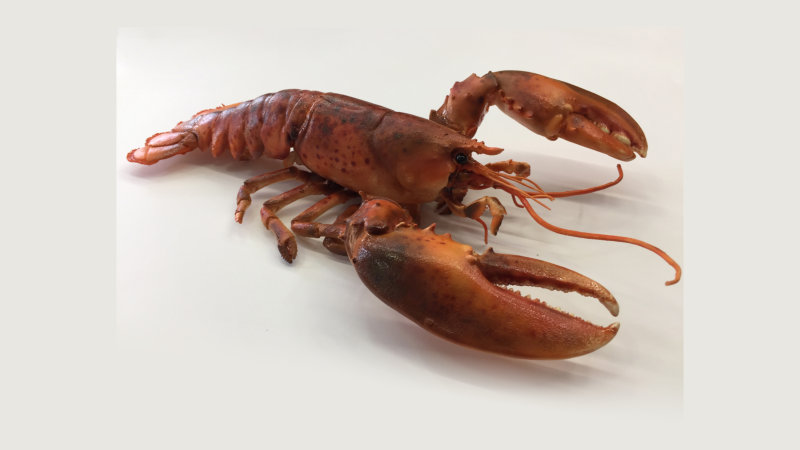 lobster1
